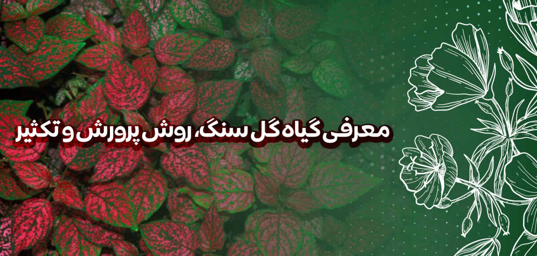 معرفی گیاه گل سنگ و روش پرورش و تکثیر