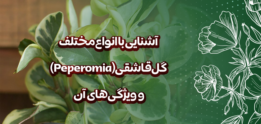 آشنایی با انواع مختلف گل قاشقی (Peperomia) و ویژگی‌های آن