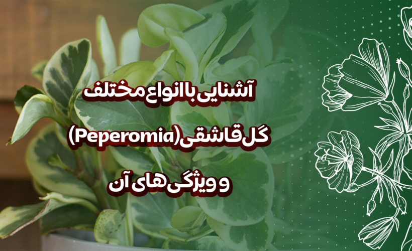 آشنایی با انواع مختلف گل قاشقی (Peperomia) و ویژگی‌های آن