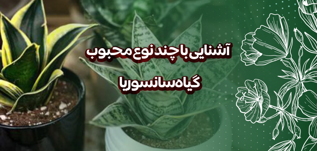 آشنایی با چند نوع محبوب گیاه سانسوریا