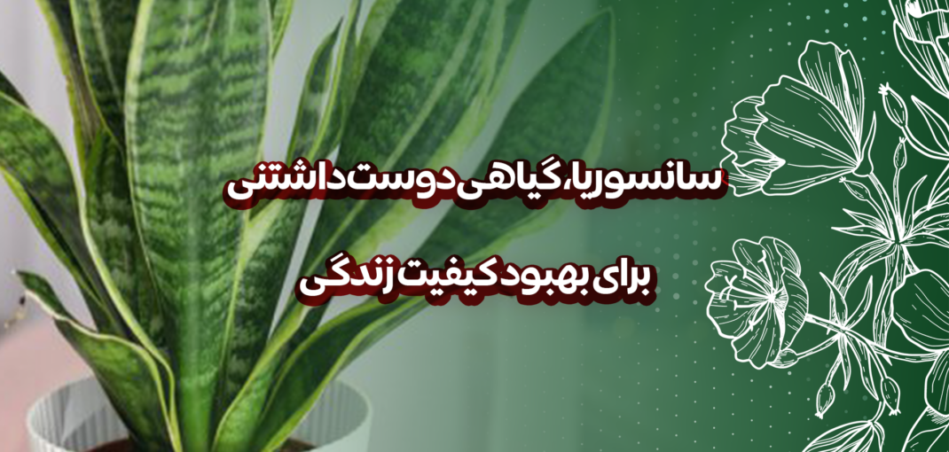 سانسوریا، گیاهی دوست داشتنی برای بهبود کیفیت زندگی