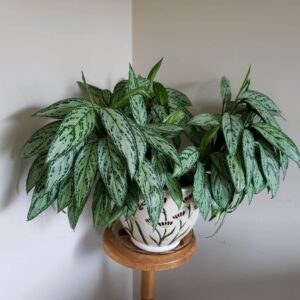 Aglaonema Commutatum