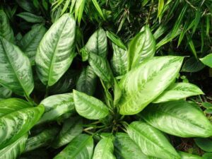 Aglaonema Crispum