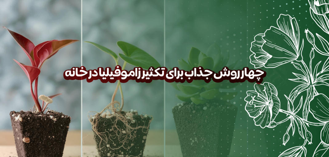 4 روش جذاب برای تکثیر زاموفیلیا در خانه