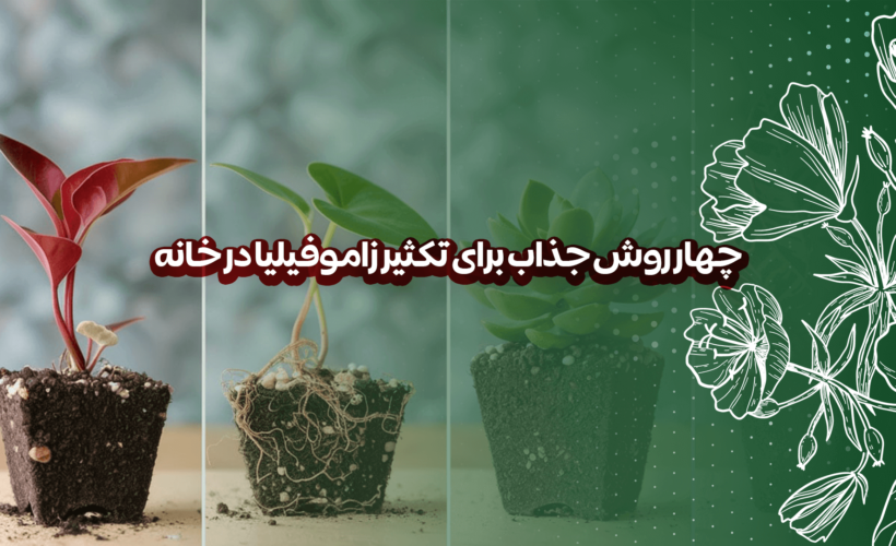 4 روش جذاب برای تکثیر زاموفیلیا در خانه