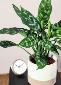 Aglaonema Maria