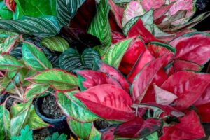 Aglaonema Red Anemone