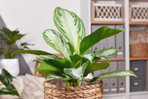 آگلونما سیلور بی (Aglaonema Silver Bay) 